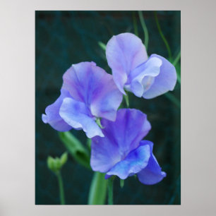 Blue Sweet Pea Blume Poster