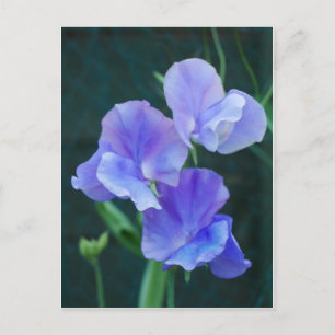 Blue Sweet Pea Blume Postkarte