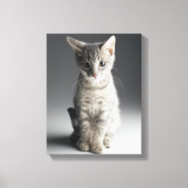 Blue Tabby Kitten Leinwanddruck (Vorderseite)