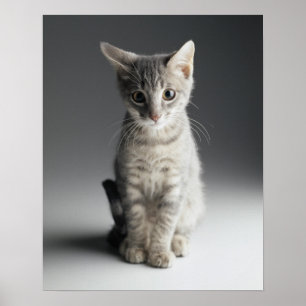 Blue Tabby Kitten Poster