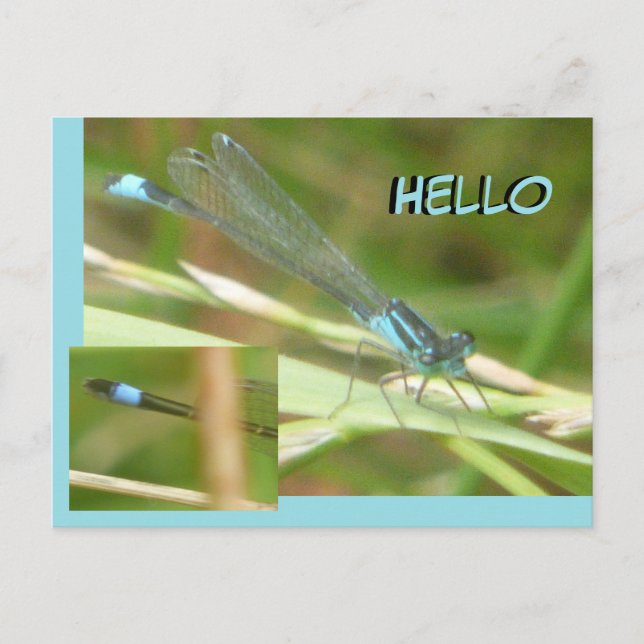 Blue Tails Damselfly HELLO Postkarte (Vorderseite)