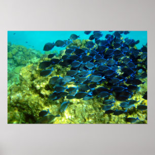 Blue Tang School Poster