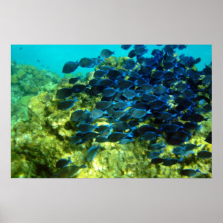 Blue Tang School Poster