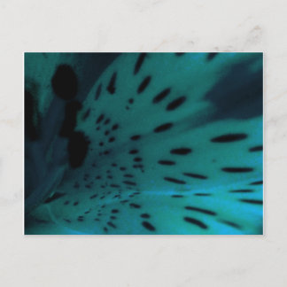 Blue Tiger Postkarte