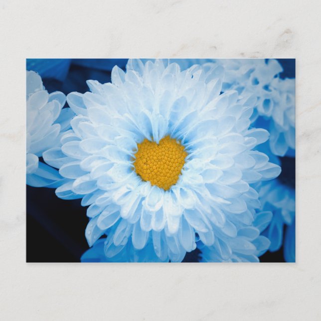 Blue Tinted Chrysanthemums Nature Foto Ukraine Po Postkarte (Vorderseite)