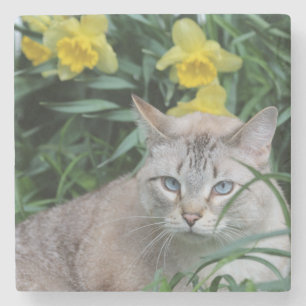 Blue Tip Siam und daffodia Steinuntersetzer
