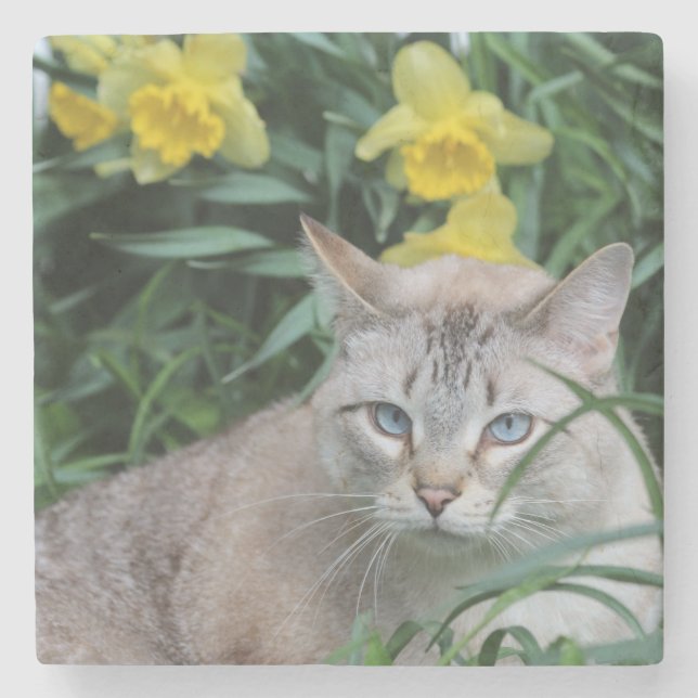 Blue Tip Siam und daffodia Steinuntersetzer (Vorderseite)