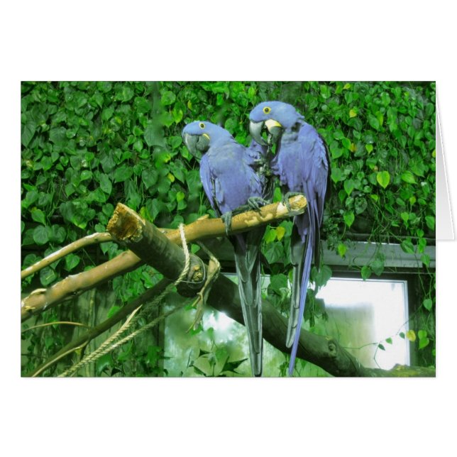 Blue Twin Parrots Card (Vorderseite (Horizontal))