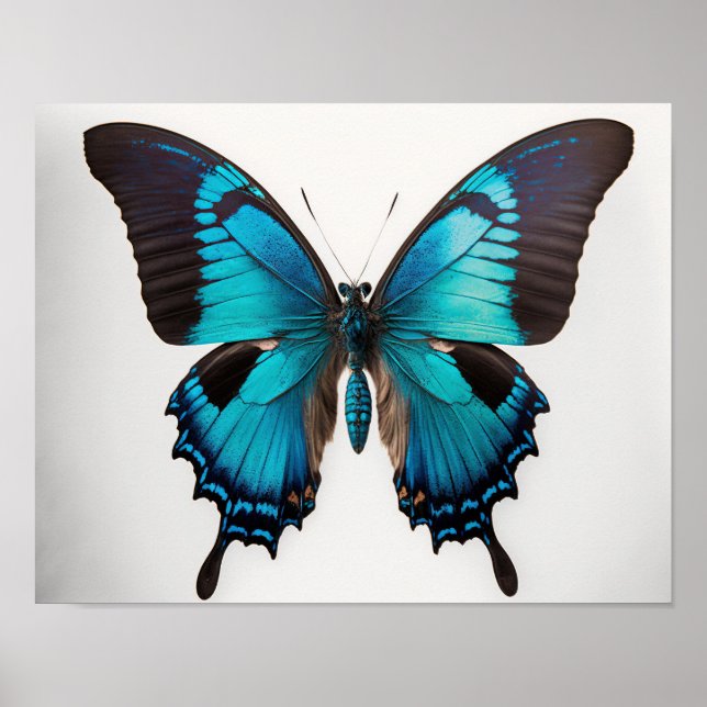 Blue Ulysses Butterfly Art Print Poster (Vorne)