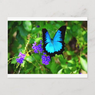 BLUE ULYSSES BUTTERFLY QUEENSLAND AUSTRALIA POSTKARTE