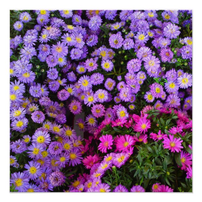Blue und Lila Mums Blume Perfektes Poster (Vorderseite)
