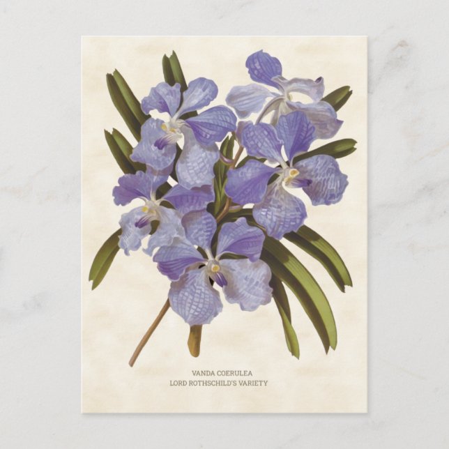 Blue Vanda Orchid Vintag Botanical Postkarte (Vorderseite)