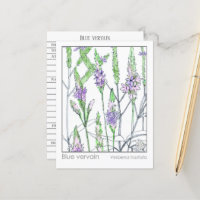 Blue Vervain Materia Medica Kräuterstudie Card