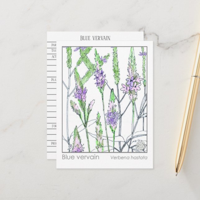 Blue Vervain Materia Medica Kräuterstudie Card Postkarte (Vorderseite/Rückseite Beispiel)