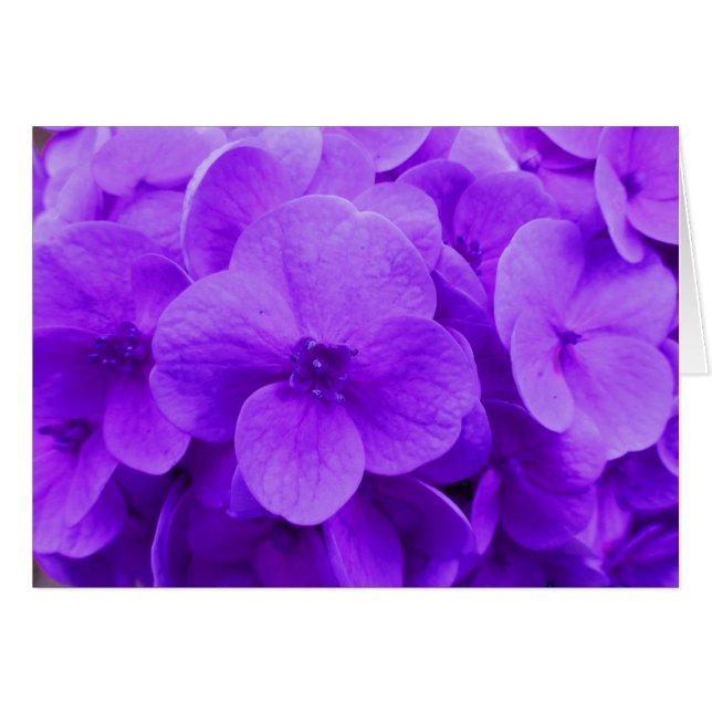 Blue Violet Hydrangea (Vorderseite (Horizontal))
