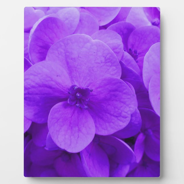 Blue Violet Hydrangea Fotoplatte (Vorderseite)