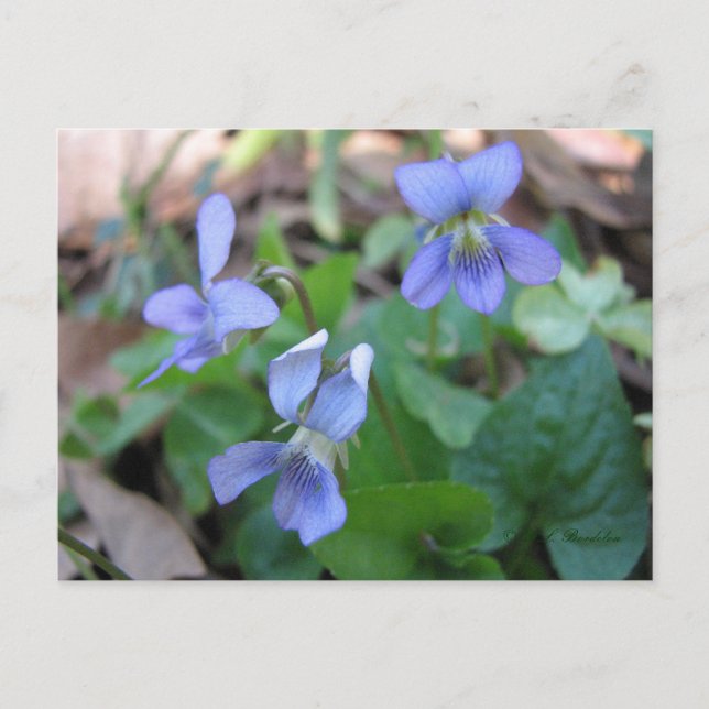 Blue Violets Postcard Postkarte (Vorderseite)