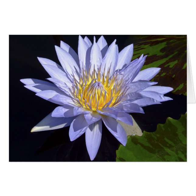 Blue Water Lily Card (Vorderseite (Horizontal))