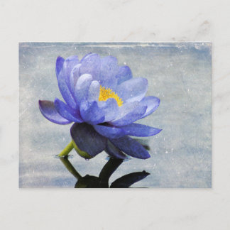 Blue Water Lily Postkarte