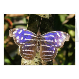 Blue Wave Butterly