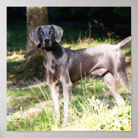 Blue Weimaraner