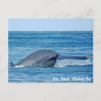 Blue Whale Postcard Postkarte