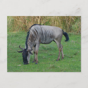 Blue Wildebeest #1 Postkarte