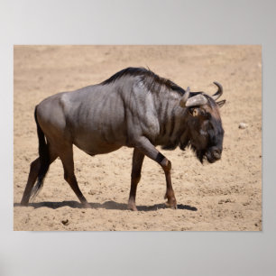 Blue wildebeest walking poster