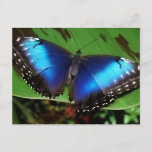 Blue Wing Butterfly Postcard Postkarte