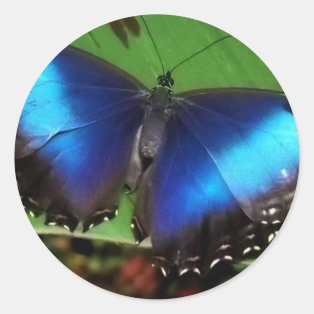 Blue Wing Butterfly Stickers (Vorderseite)