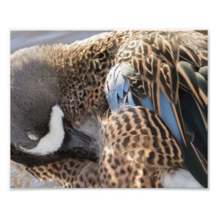 Blue Winged Aquamarin Duck Fotografie drucken