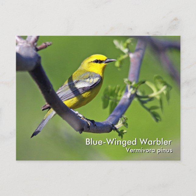 Blue-Winged Warbler-Postkarte Postkarte (Vorderseite)