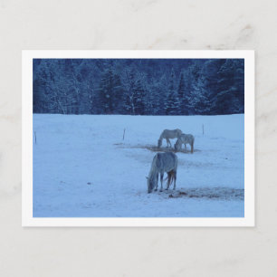 Blue Winter Horses Postcard Postkarte
