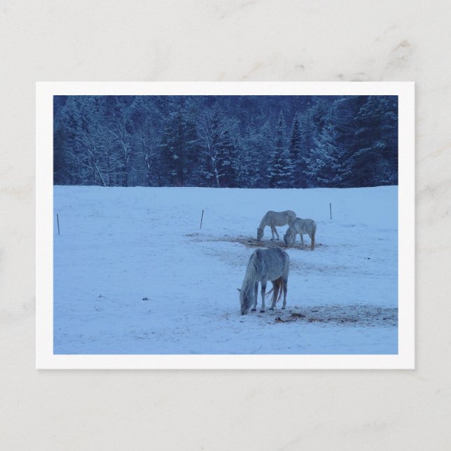 Blue Winter Horses Postcard Postkarte (Vorderseite)