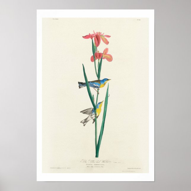 Blue Yellow back Warbler von Audubon Poster (Vorne)