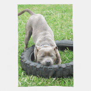 Blue Young Staffordshire Bull Terrier, Handtuch