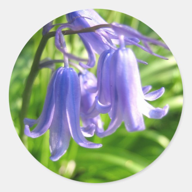 Bluebell-Blume - Aufkleber (Vorderseite)