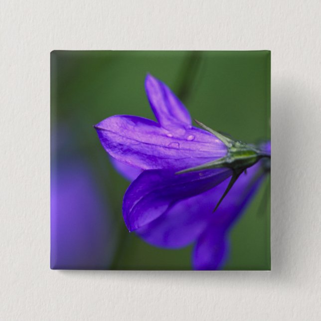 Bluebell Blume in Unabhängigkeit Pass in Button (Vorderseite)