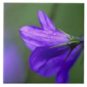 Bluebell Blume in Unabhängigkeit Pass in Fliese