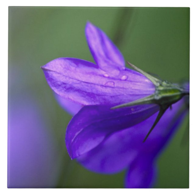 Bluebell Blume in Unabhängigkeit Pass in Fliese (Vorderseite)