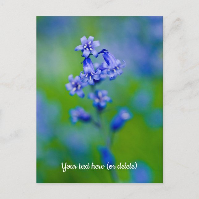 Bluebell Blume Postcard Postkarte (Vorderseite)