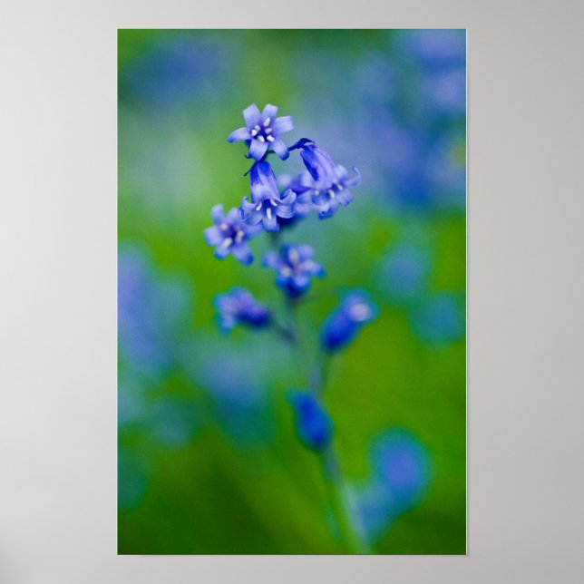 Bluebell Blume Poster (Vorne)