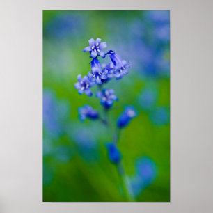 Bluebell Blume Poster