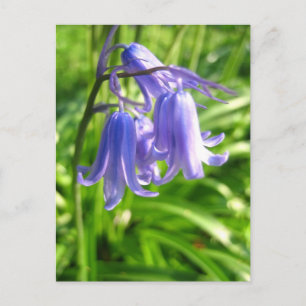 Bluebell-Blume - Postkarte