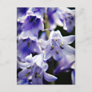 Bluebell-Blume-Postkarte Postkarte