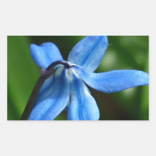 Bluebell-Blume Rechteckiger Aufkleber