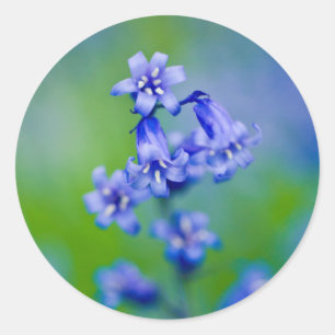 Bluebell-Blume Runder Aufkleber
