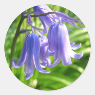 Bluebell-Blumen - Aufkleber