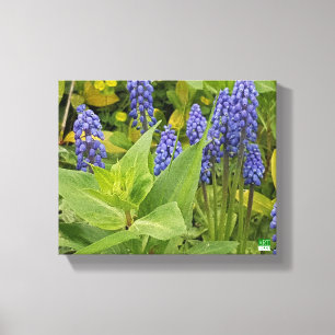 Bluebell-Blumen-Kunst-Foto-Druck auf Leinwand