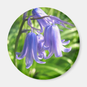 Bluebell-Blumen - Magnet